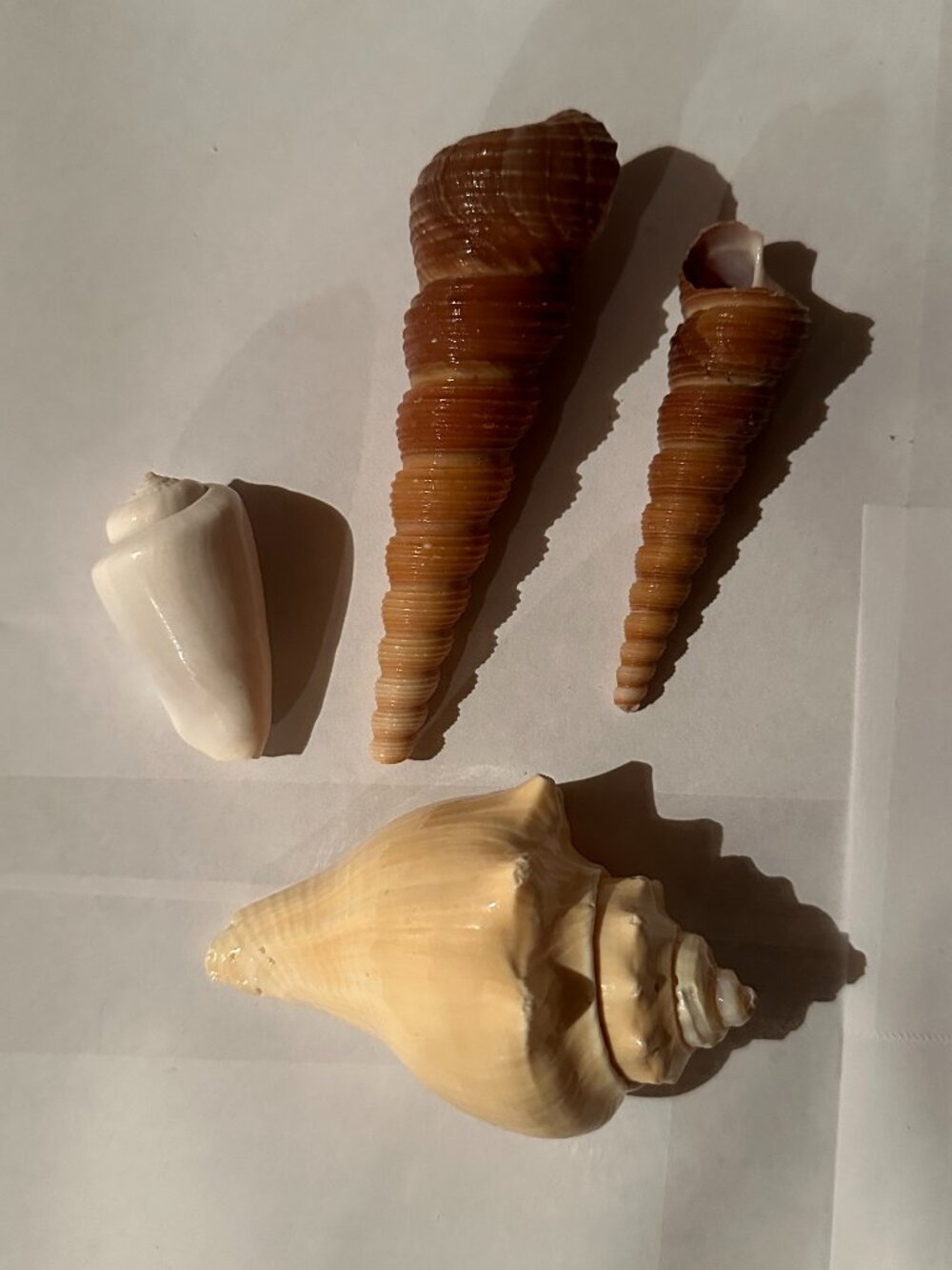 Florida Seashells
